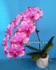 фото Фаленопсис (P. Profar Queen Cat) Тайвань от магазина магазина орхидей Ангелок