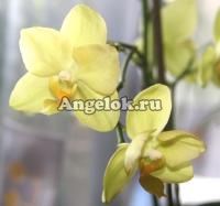 Фаленопсис мини (Phalaenopsis ) ph-15