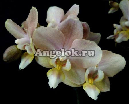 фото Фаленопсис Парфюмерная фабрика (Phalaenopsis Scention) от магазина магазина орхидей Ангелок