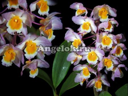 Дендробиум приятный (Dendrobium amabile)