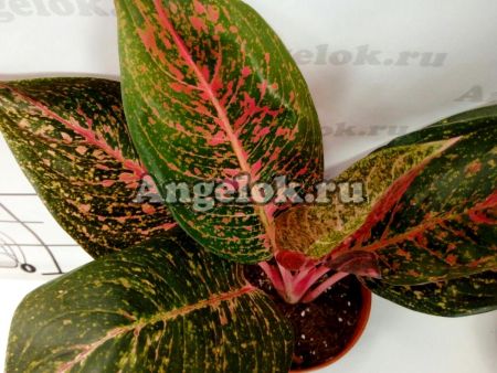 фото Аглаонема (Aglaonema Ratana Gosin) от магазина магазина орхидей Ангелок