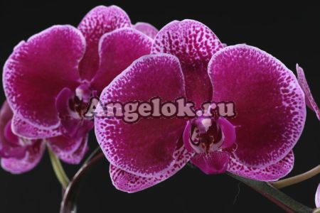 фото Фаленопсис (Phalaenopsis Miki Galaxy '69') Тайвань от магазина магазина орхидей Ангелок