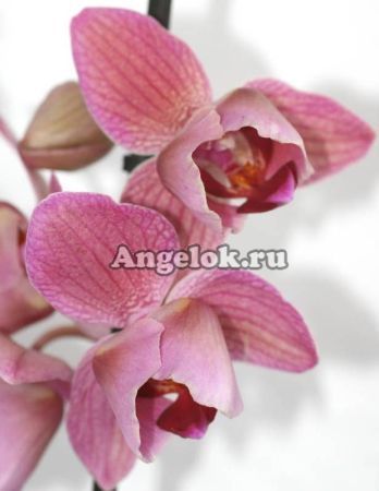 фото Фаленопсис (Phalaenopsis ) ph-85 пелорик от магазина магазина орхидей Ангелок
