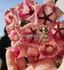 фото Хойя арчболда (Hoya archboldiana pink) черенок от магазина магазина орхидей Ангелок