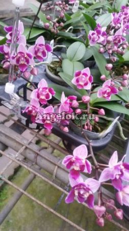 фото Фаленопсис (P.Be Tris peloric) Тайвань от магазина магазина орхидей Ангелок