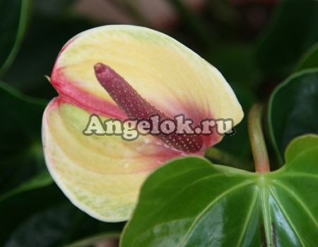 фото Антуриум Андрэ (Anthurium Andreanum) желтый от магазина магазина орхидей Ангелок