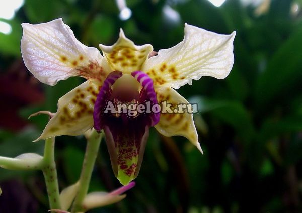 фото Дендробиум (Dendrobium atroviolaceum Dark Lip) от магазина магазина орхидей Ангелок