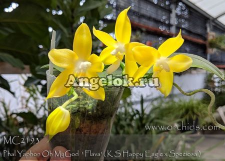 фото Фаленопсис (Phalaenopsis Yaphon Oh My God v. flava ‘Yaphon’) Тайвань от магазина магазина орхидей Ангелок
