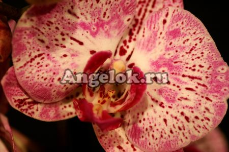 фото Фаленопсис Мелоди (Phalaenopsis Melody) от магазина магазина орхидей Ангелок