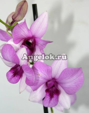 фото Дендробиум фаленопсис (Dendrobium Full Moon Pink) от магазина магазина орхидей Ангелок