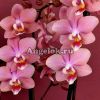 фото Фаленопсис Парфюмерная фабрика (Phalaenopsis Odorion) от магазина магазина орхидей Ангелок