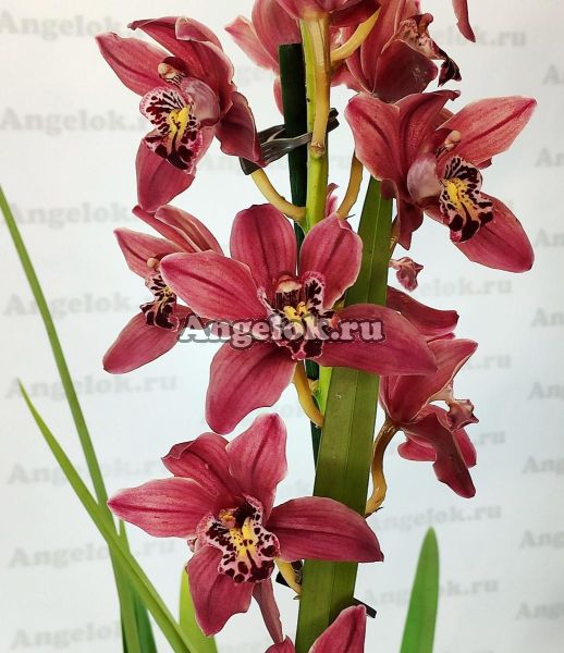 фото Цимбидиум (Cymbidium Peggy Sue 'Five') от магазина магазина орхидей Ангелок