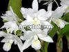 Каттлея (Cattleya) cat-05