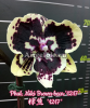 фото Фаленопсис Биг Лип (Phalaenopsis Miki Brown bear '1217') Тайвань от магазина магазина орхидей Ангелок