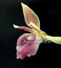 фото Кохлеантес (Stenizella Risaralda) от магазина магазина орхидей Ангелок