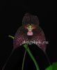 фото Дракула (Dracuvallia Gualaquiza x Drac. roezlii dark) от магазина магазина орхидей Ангелок