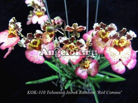 Толумния (Tolumnia Red Corona)