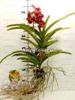 фото Ванда (Vanda Sumathi Cornalina) пятнистая от магазина магазина орхидей Ангелок