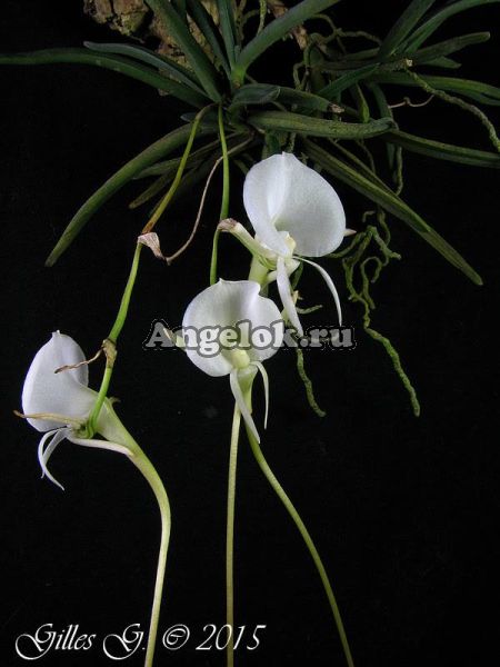 Ангрекум (Angraecum pseudofilicornu)