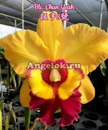 фото Каттлея (Blc. Chun Yeah) Тайвань от магазина магазина орхидей Ангелок