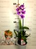Дендробиум фаленопсис (Dendrobium) d-27