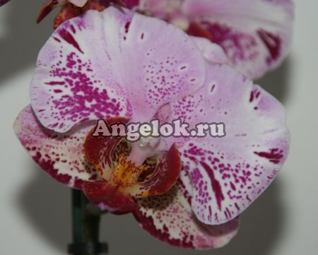 Фаленопсис (Phalaenopsis ) ph-57