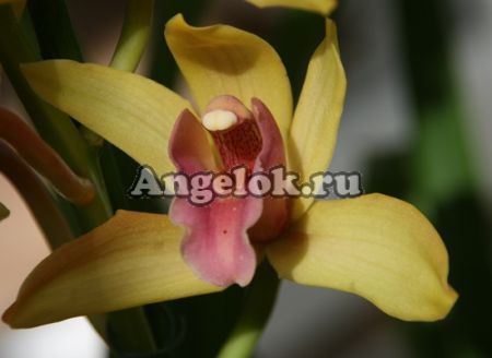 фото Цимбидиум (Cymbidium) c-07 от магазина магазина орхидей Ангелок