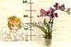 Фаленопсис мини (Phalaenopsis ) ph-83
