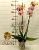 Фаленопсис Клеопатра (Phalaenopsis Kleopatra)