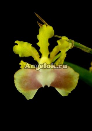 фото Онцидиум (Oncidium Pupukea Sunset) от магазина магазина орхидей Ангелок