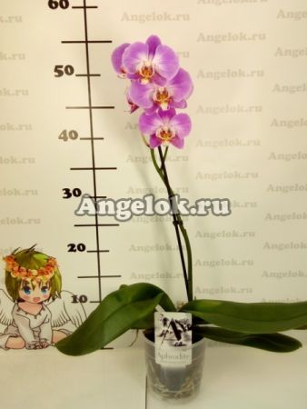 Фаленопсис (Phalaenopsis ) ph-13