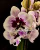 фото Фаленопсис Биг Лип Аладдин (Phalaenopsis Aladdin) от магазина магазина орхидей Ангелок