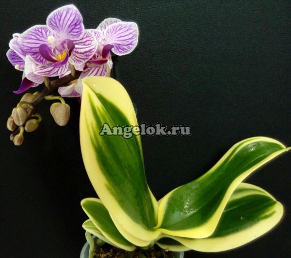 фото Фаленопсис Сого Вивьен (Phalaenopsis Sogo Vivien) от магазина магазина орхидей Ангелок