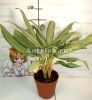 Аглаонема Вайт Лэнс (Aglaonema White Lance)