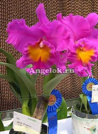 фото Каттлея (Blc.Pink Empress"ZS") Тайвань от магазина магазина орхидей Ангелок