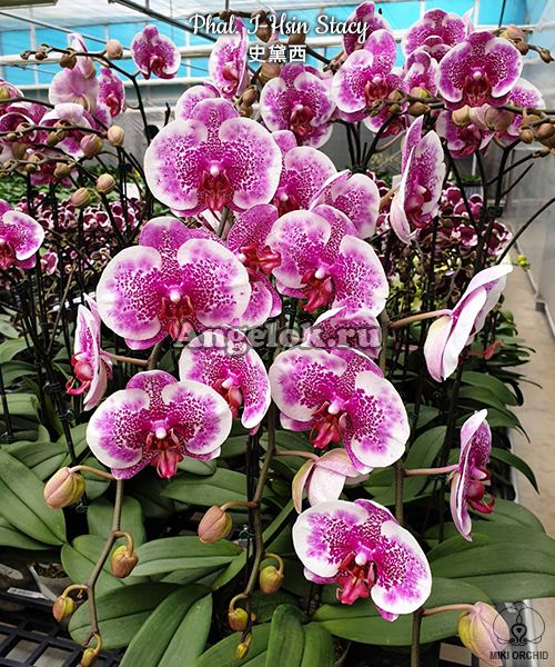 фото Фаленопсис Стейси (Phalaenopsis I-Hsin Stacy) от магазина магазина орхидей Ангелок