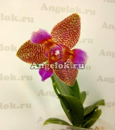 фото Фаленопсис Джой Фейри Тейл (Phalaenopsis Joy Fairy Tale) Тайвань от магазина магазина орхидей Ангелок
