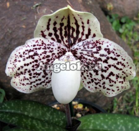 фото Пафиопедилум (Paph.leucochilum) Тайвань от магазина магазина орхидей Ангелок
