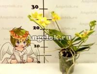 Фаленопсис (Phalaenopsis Table Masterpiece Yellow)