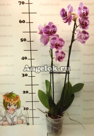 Фаленопсис (Phalaenopsis ) ph-54_1