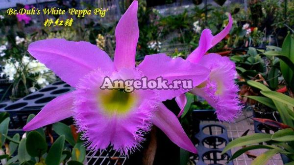 фото Каттлея (Bc.Duh's White 'Peppa Pig') Тайвань от магазина магазина орхидей Ангелок