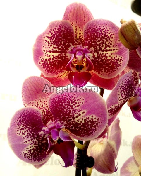 фото Фаленопсис Фестиваль (Phalaenopsis Festival) от магазина магазина орхидей Ангелок