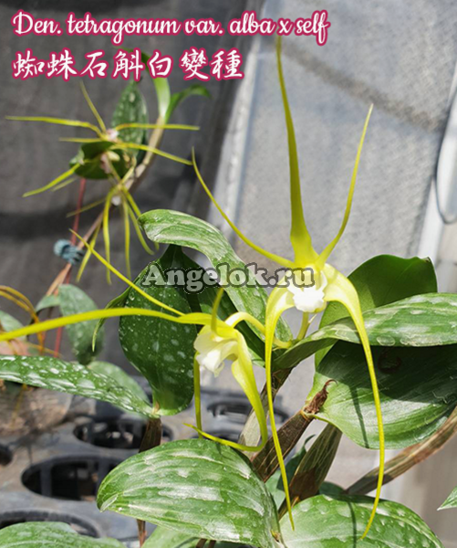 фото Дендробиум четырехугольный фласка (Den. tetragonum var. alba x self) Тайвань от магазина магазина орхидей Ангелок