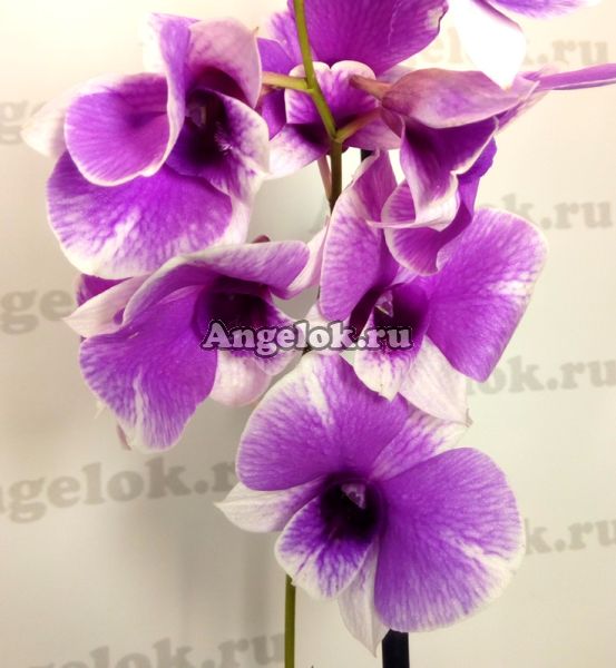 фото Дендробиум фаленопсис (Dendrobium) d-27 от магазина магазина орхидей Ангелок