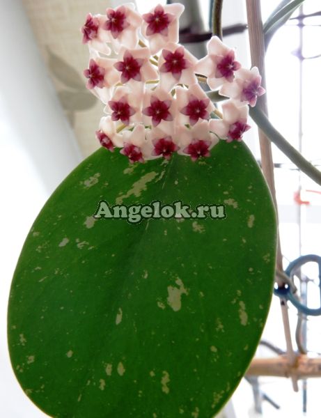 фото Хойя обовата (Hoya obovata splash) черенок от магазина магазина орхидей Ангелок