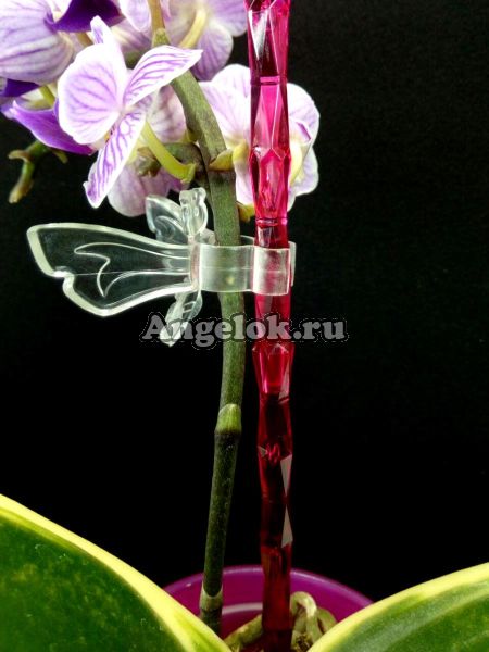 фото Опора пластиковая для орхидей Диамант бордовая от магазина магазина орхидей Ангелок