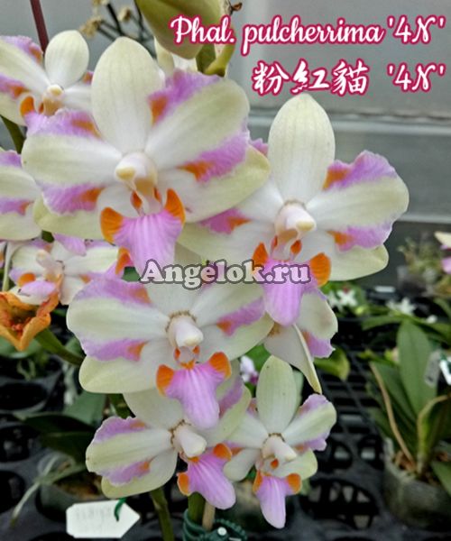 фото Фаленопсис Пульхеррима (Phalaenopsis pulcherrima '4N') Тайвань от магазина магазина орхидей Ангелок