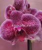 фото Фаленопсис Ягуар (Phalaenopsis Jaguar) от магазина магазина орхидей Ангелок