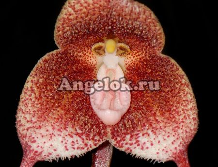 фото Дракула (Dracula sibundoyensis) от магазина магазина орхидей Ангелок