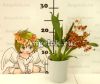 Онцидиум (Oncidium Tiny twinkle Cinnamon)